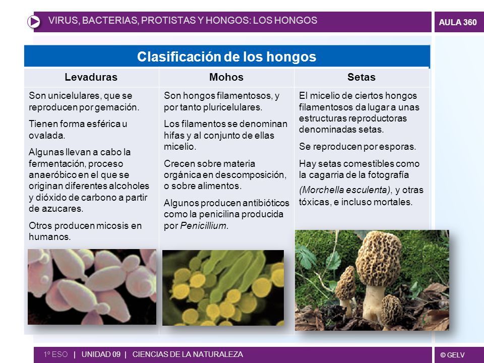 diferencia entre hongos levaduras y mohos diferencia entre hongos levaduras y mohos